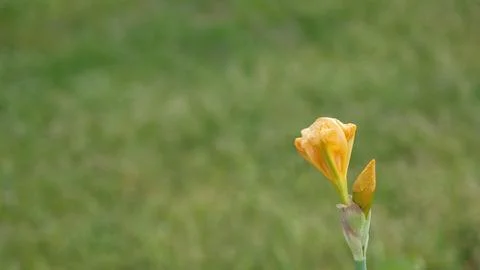 Yellow iris buds in the process of opening in blossom Stock Photos