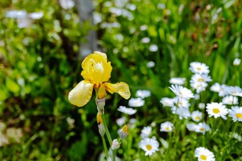 Yellow iris close-up on a background of daisies Stock Photos