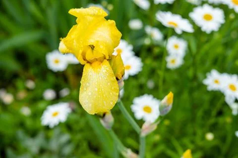 Yellow iris close-up on a background of daisies Stock Photos