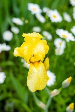 Yellow iris close-up on a background of daisies Stock Photos