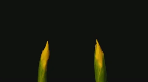 Yellow iris close up Stock Footage 10955849