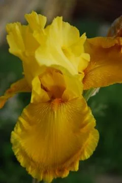 Yellow Iris Close Up Stock Photos
