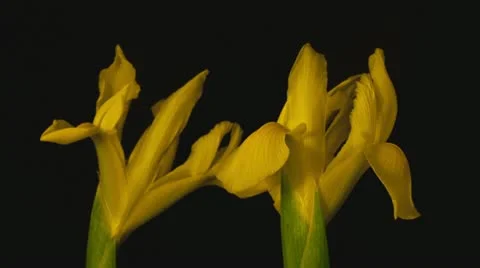 Yellow iris decay close up Stock Footage 10955722