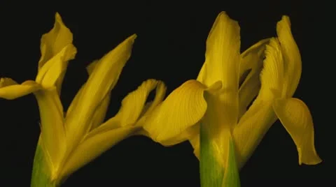 Yellow iris decay extreme close up Stock Footage 10955484