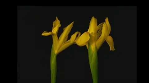 Yellow iris decay wide time lapse Stock Footage 10955211