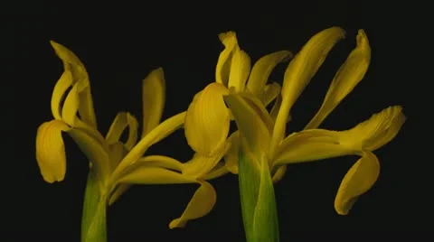 Yellow iris dying close up Stock Footage 10955039