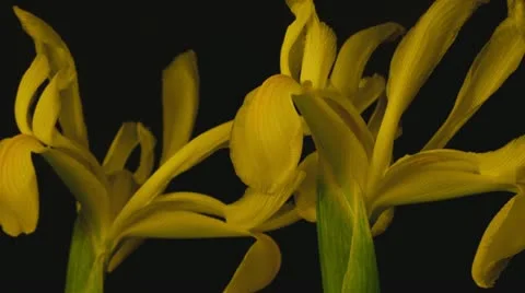 Yellow iris dying extreme close up Stock Footage 10954958