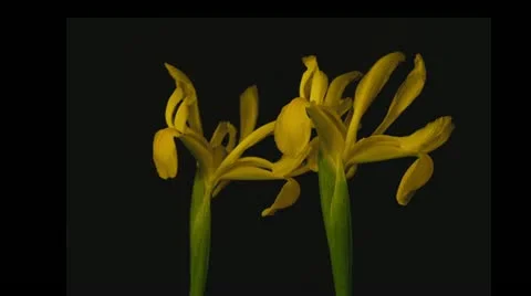 Yellow iris dying Stock Footage 10954558