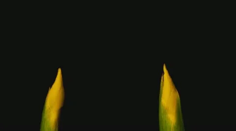 Yellow iris extreme close up Stock Footage 10954427