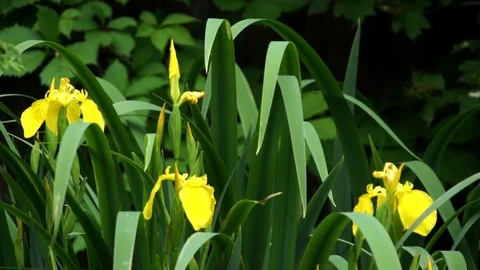 Yellow iris flower bloom in green grass Stock Footage 73581632
