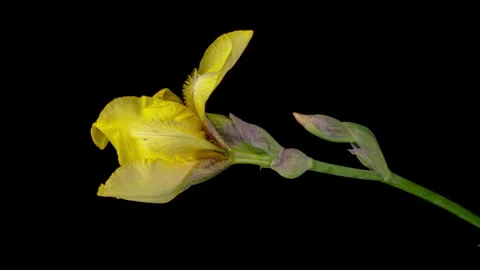 Yellow iris flower blooming on black background Stock Footage 255799698