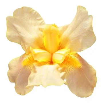 Yellow iris flower with bud isolated on white background. Easter. Summer. S.. Stock Photos