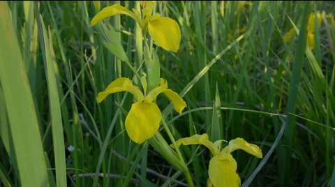 Yellow iris flower close-up. Stock Footage 50850627