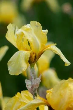 Yellow iris flower close up Stock Photos