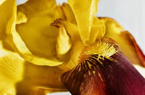 Yellow iris flower close up Stock-Fotos