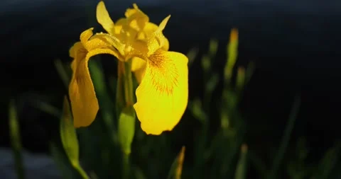 Yellow iris flower in dew drops, slow motion Stock Footage 202008958