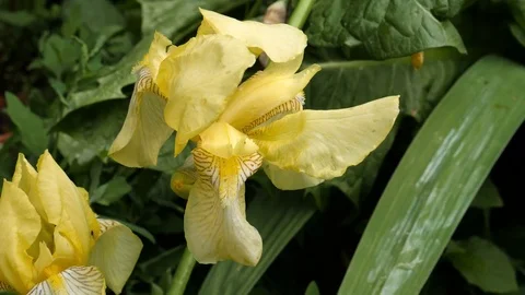 Yellow Iris Flower Stock Footage 76720815