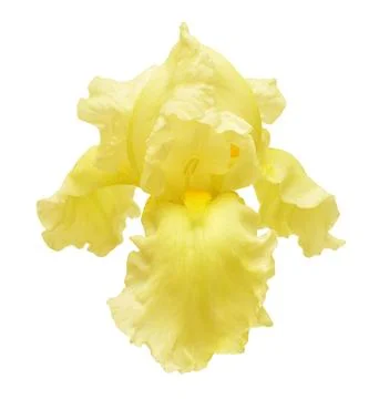 Yellow iris flower isolated on white background. Easter. Summer. Spring. Fl.. Stock Photos