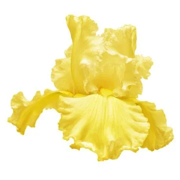 Yellow iris flower isolated on white background. Easter. Summer. Spring. Fl.. Stock Photos