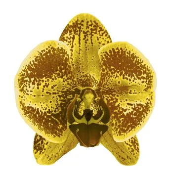 Yellow iris flower macro Illustrazione stock