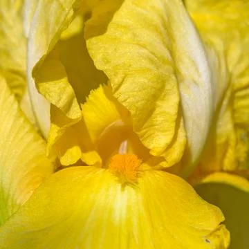 Yellow iris flower macro Stock Photos