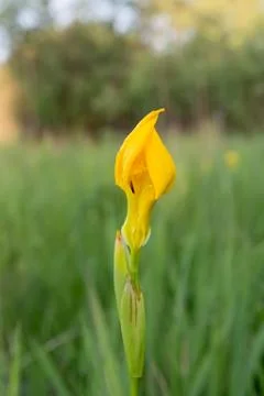 Yellow iris flower. Stock Photos