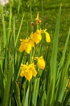 Yellow Iris flower Stock Photos