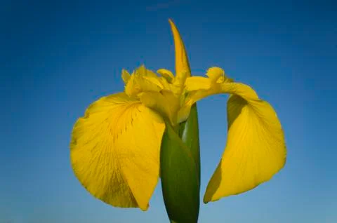 Yellow Iris flower Stock Photos