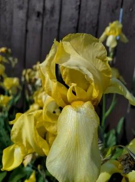 Yellow iris flower Stock Photos