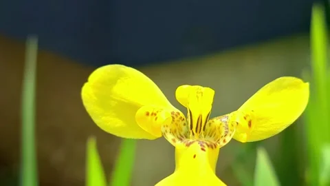 A yellow iris flower swaying gracefully in a gentle breeze. Stock Footage 301391527