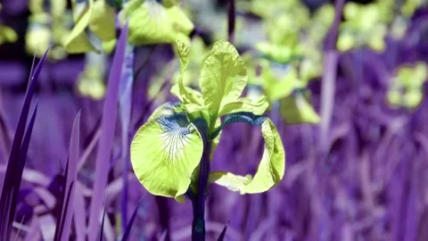 A yellow iris flower sways in the wind. Stock Footage 170380610