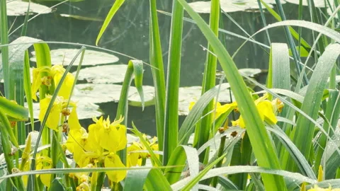 Yellow Iris Flowers Bloom Brightly Among Tall Green Reeds Beside a Quiet Pond Stock Footage 335309913