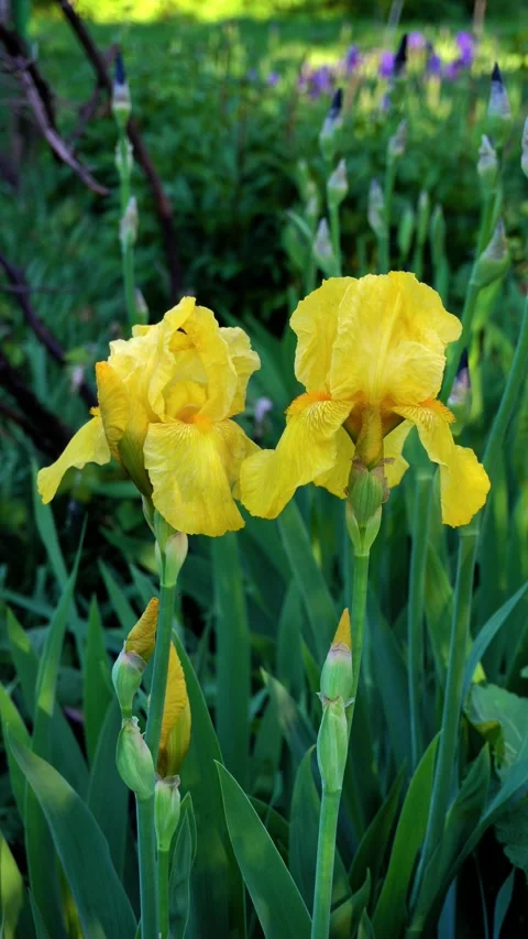 Yellow iris flowers bloom in a lush garden setting, showcasing vibrant petals Stock Footage 335940612