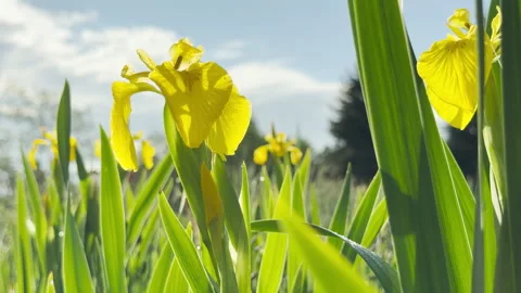 Yellow Iris Flowers Bloom Vibrantly Under a Sunny Sky in a Lush Green Field Stock Footage 335542911