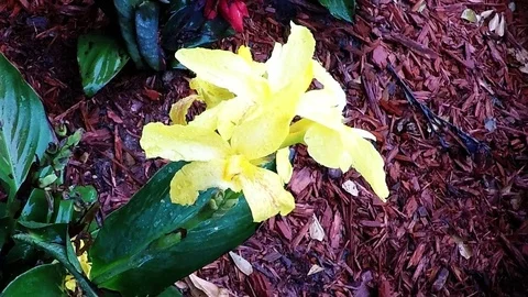 Yellow iris flowers with dew 1080 slow Stock Footage 77656823