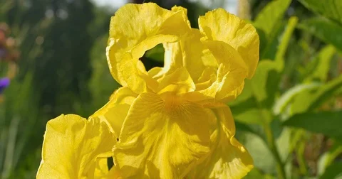 Yellow iris flowers in a garden Stock Footage 76678207