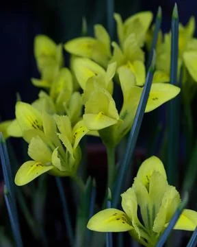 Yellow iris flowers. Iris pseudacorus. Beautiful natural background Foto stock