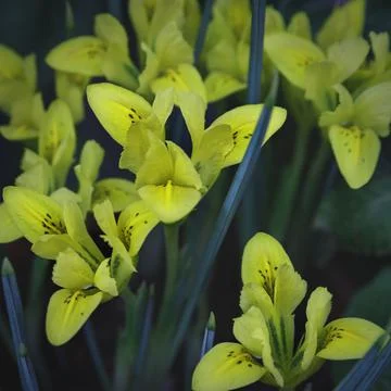 Yellow iris flowers. Iris pseudacorus. Beautiful natural background Stock Photos