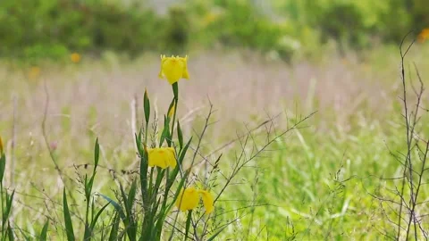 Yellow Iris Flowers Swaying with Bee Visit, Animated Nature Clip Stock Footage 307874479