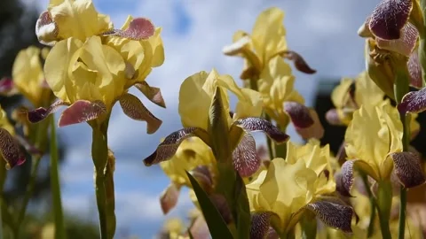 Yellow iris flowers in the wind Stock Footage 243674505