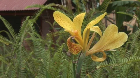 Yellow iris Stock Footage