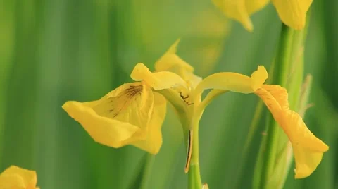 Yellow Iris Stock Footage 5133013