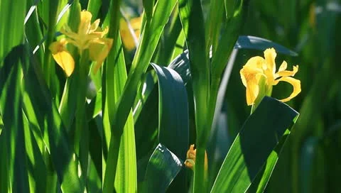 Yellow iris Stock Footage 11128798