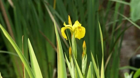 Yellow iris Vidéo 155070226