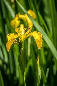 Yellow iris in full bloom vertical Stock Photos