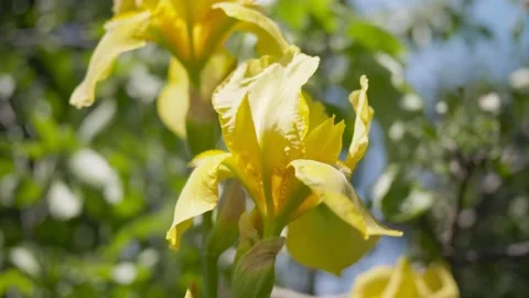Yellow iris in the garden. The wind rustles the flowers. 스톡 동영상 130695598