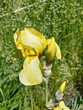 Yellow Iris germanica flower with developing buds in Ukraine Stock Photos