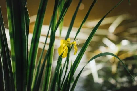 Yellow iris on green leaf background. Iris pseudacorus near the water at suns Stock Photos