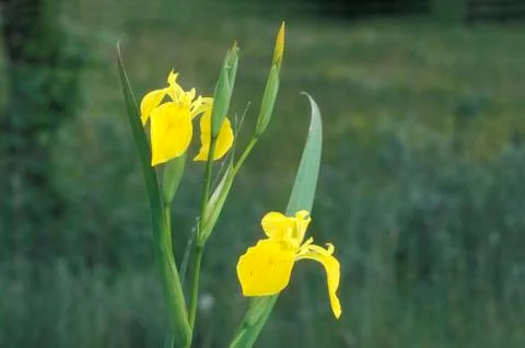Yellow iris, Iris pseudachorus Stock Photos