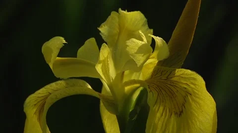 YELLOW IRIS (IRIS PSEUDACORUS) #1 Stock Footage 43418140